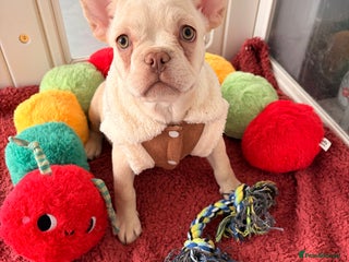 French Bulldog dogs Platinum French Bulldog Puppies – Ready - Advert 1