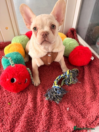 French Bulldog dogs Platinum French Bulldog Puppies – Ready - Advert 1