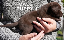 Labrador Retriever dogs for sale: Labrador retrievers chocolate and black KC reg - Image 2