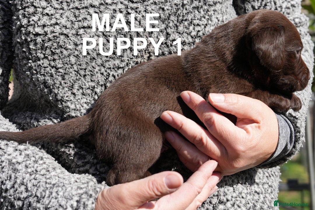 Labrador Retriever dogs for sale: Labrador retrievers chocolate and black KC reg - Image 2