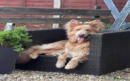 German Shepherd dogs for sale: Working KC GSD German shepherd puppies  - Image 37