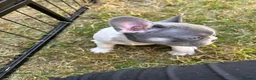 French Bulldog dogs for sale: 🐾 5⭐ DWKC Registered Puppies 🐾 - Advert 11