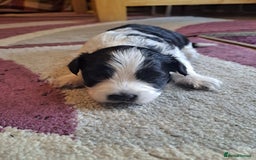Bichon Frise dogs for sale: 4beautiful Bichon Frise puppies (3boys and 1 girl) - Image 4