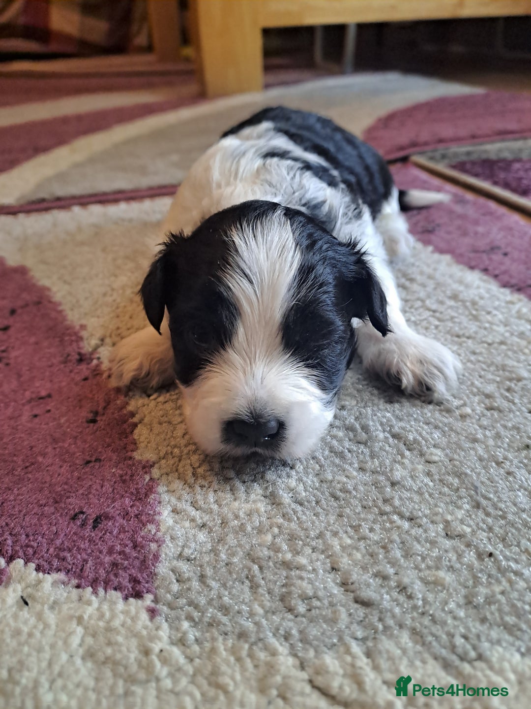 Bichon Frise dogs for sale: 4beautiful Bichon Frise puppies (3boys and 1 girl) - Image 4