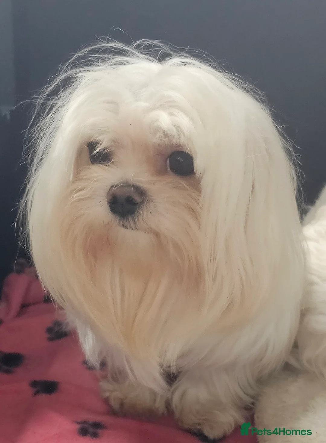 Maltese dogs for stud:  KC Maltese stud Korean line  in Derby - Advert 6