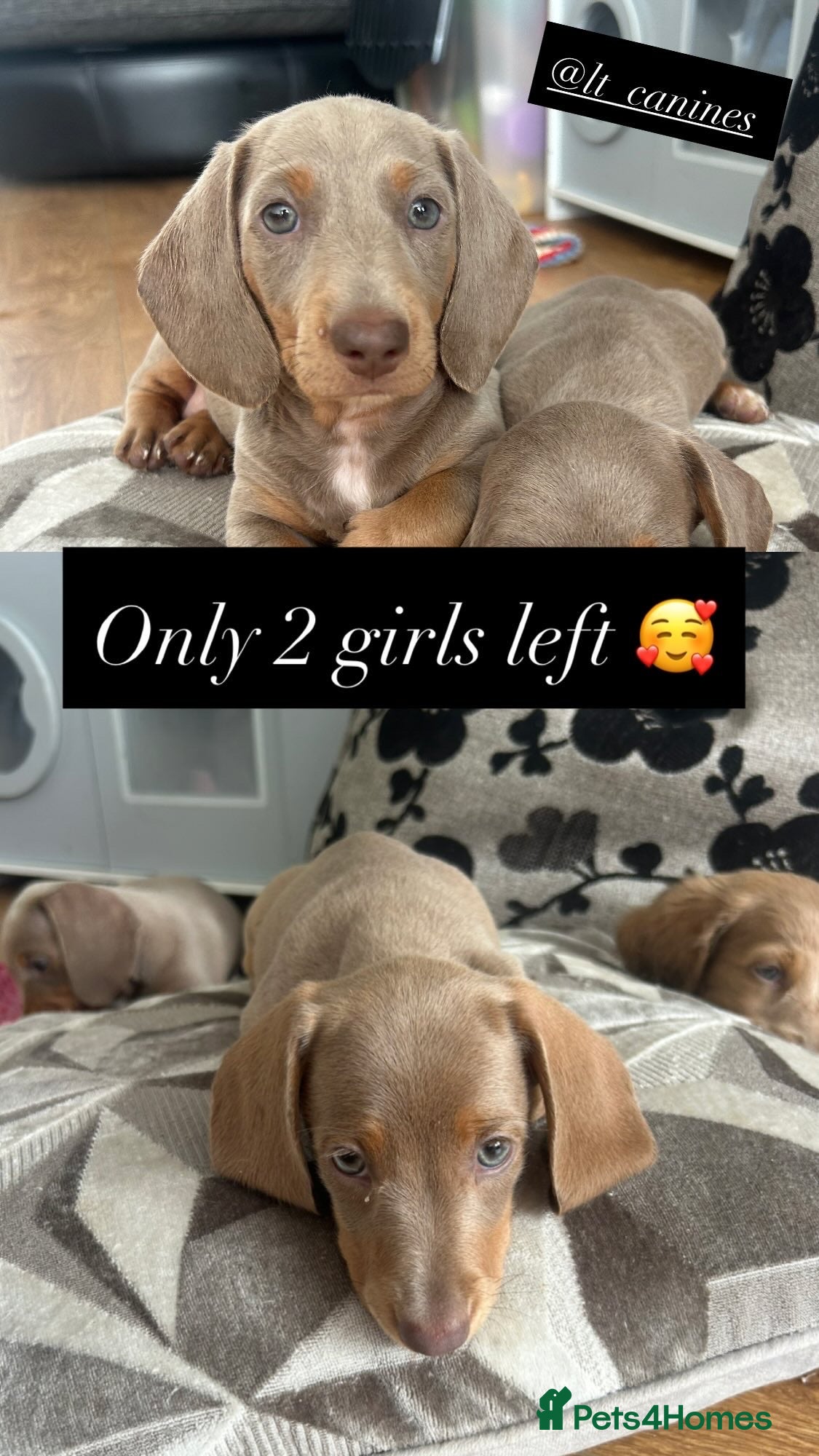 Miniature Dachshund dogs Two girls lilac & tan miniature dachshund  - Advert 6