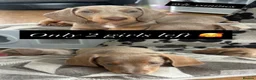 Miniature Dachshund dogs for sale: Two girls lilac & tan miniature dachshund  - Advert 1