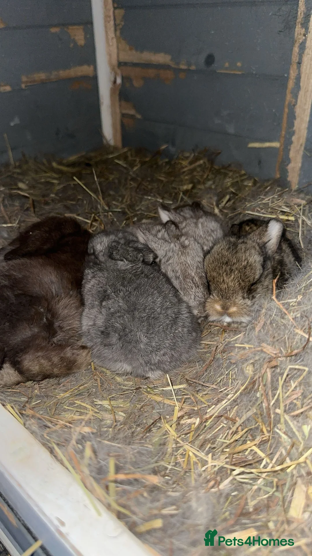 Mini Lop rabbits for sale: Mini lops - Advert 1