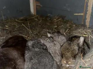 Mini Lop rabbits Mini lops - Advert 20