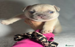 French Bulldog dogs for sale: Boy 1 - Image 5