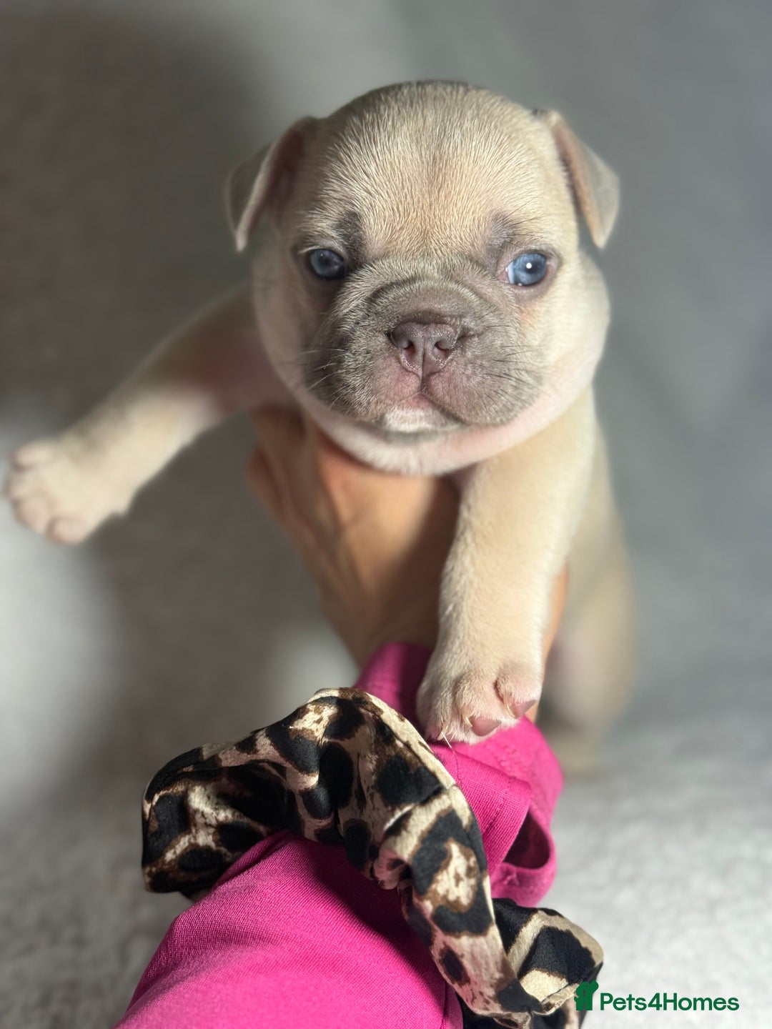 French Bulldog dogs for sale: Boy 1 - Image 5