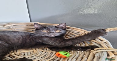 British Shorthair cats - Advert 4