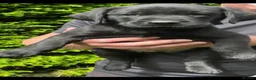 Labrador Retriever dogs for sale: RKC Black Labrador Puppies for Sale - Advert 9