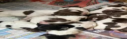 English Springer Spaniel dogs for sale: English springer spaniel puppies for sale  in Abergele - Advert 7