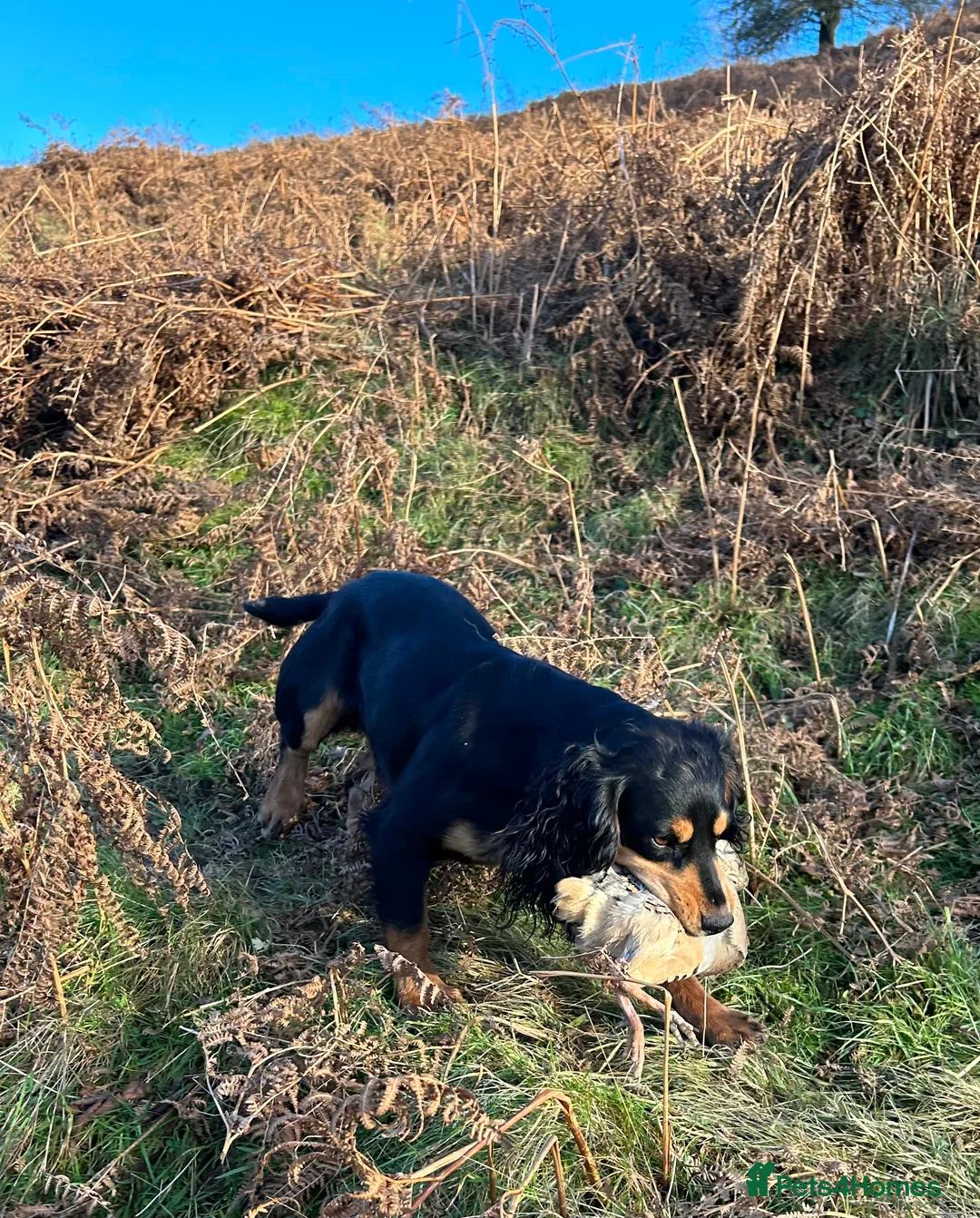 Cocker Spaniel dogs for stud: KC Working Cocker Spaniel Health tested in Ludlow - Advert 5