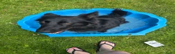 German Shepherd dogs for sale: Urgent rehoming!!!! Black german shepherd girl - Advert 4