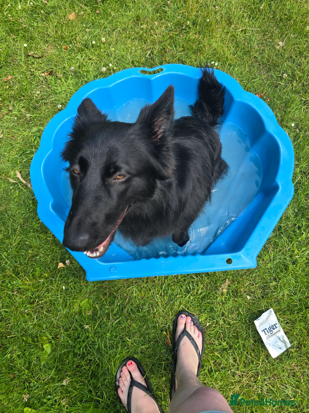 German Shepherd dogs for sale: Urgent rehoming!!!! Black german shepherd girl - Advert 4