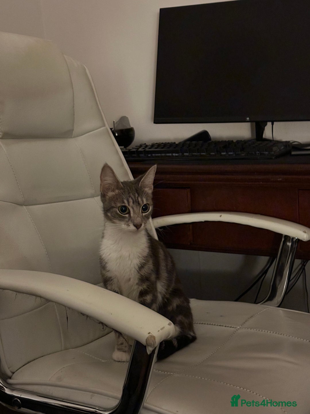 Mixed Breed cats for sale: URGENT - Beautiful Cat for Adoption  - Advert 1