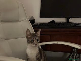 Mixed Breed cats URGENT - Beautiful Cat for Adoption - Advert 2