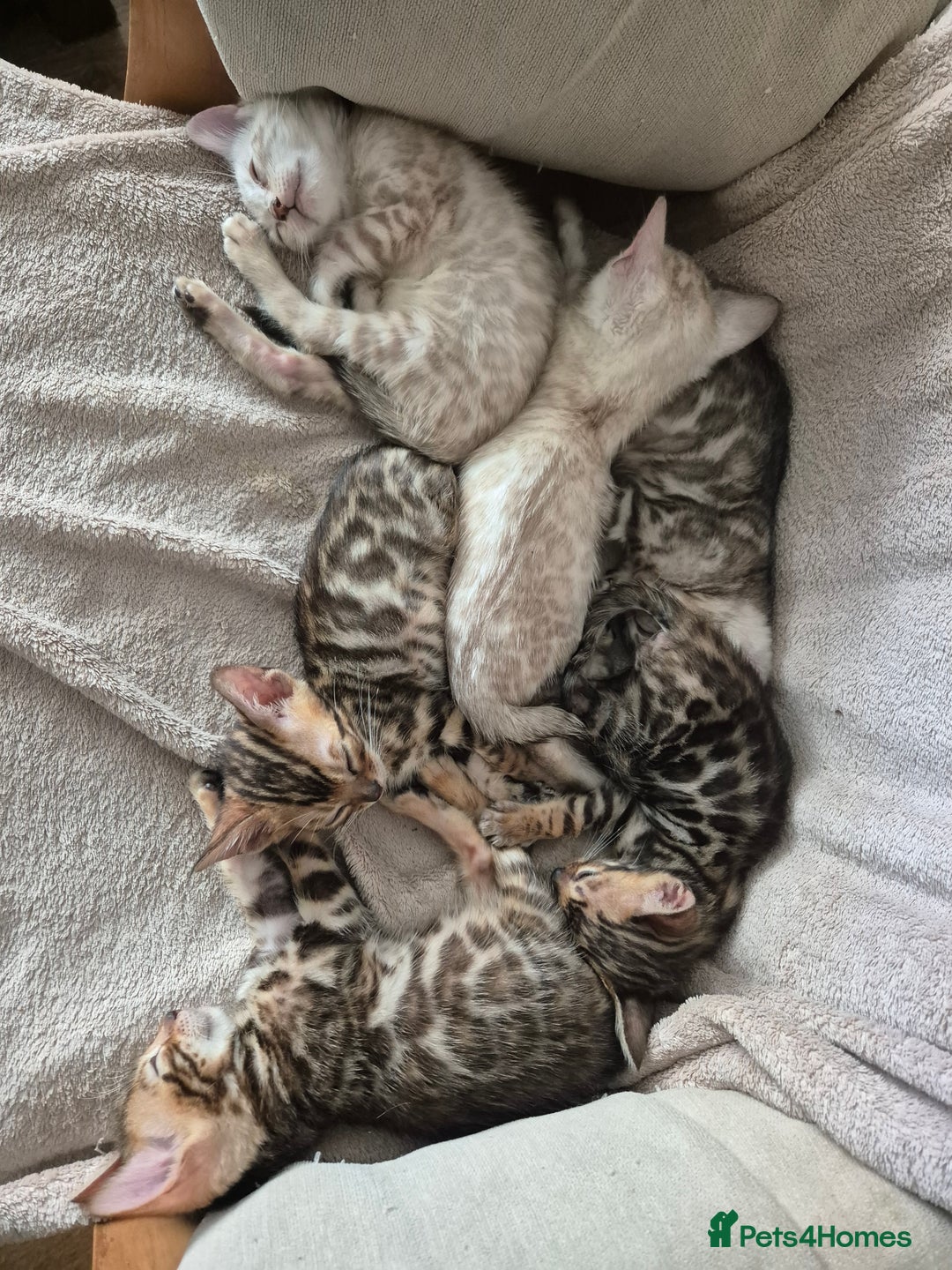 Bengal cats for sale: Stunning Rosetted Bengals, Champion bloodline in York - Image 23