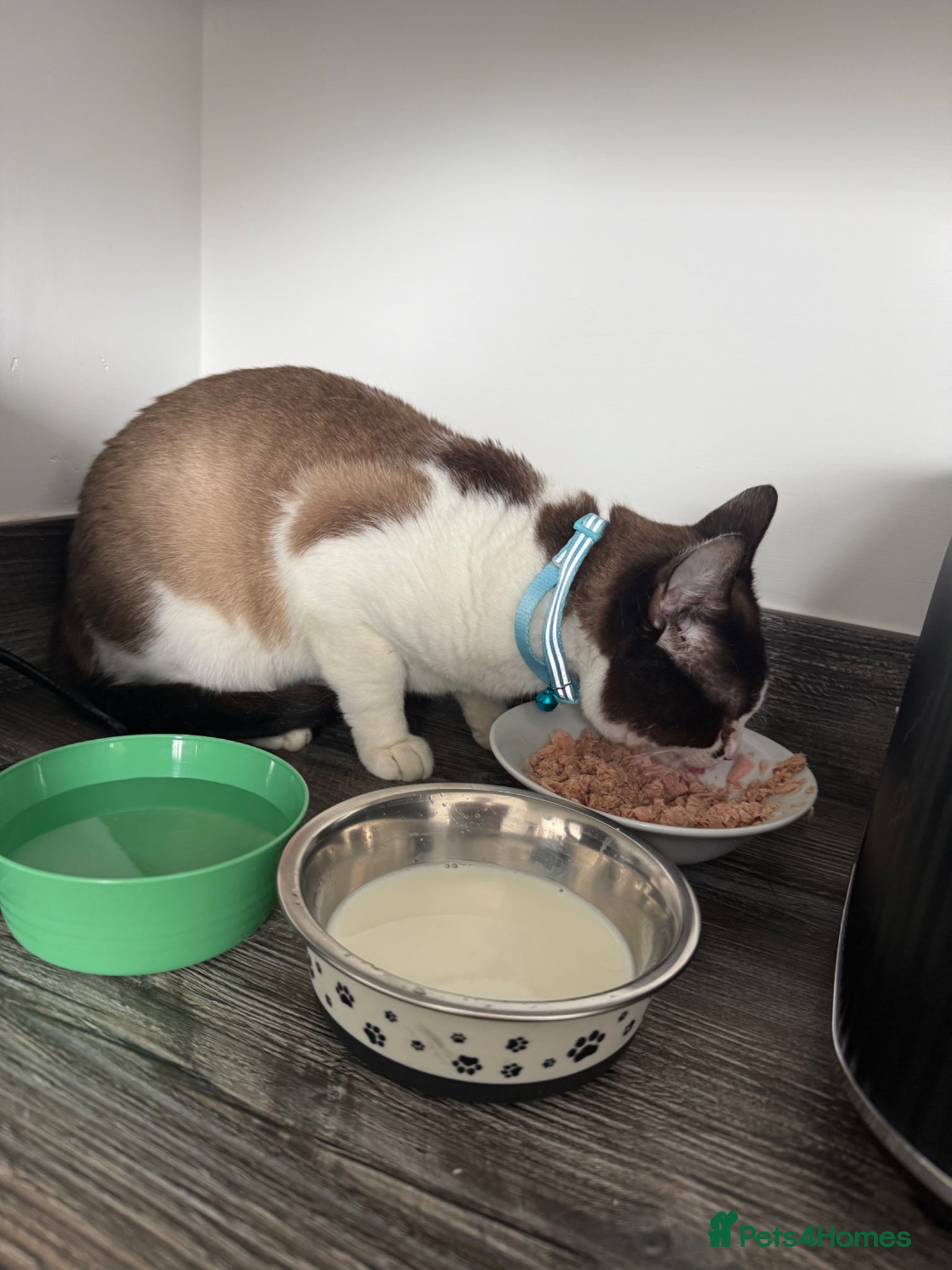 Snowshoe cats Snowshoe for sale - Advert 1