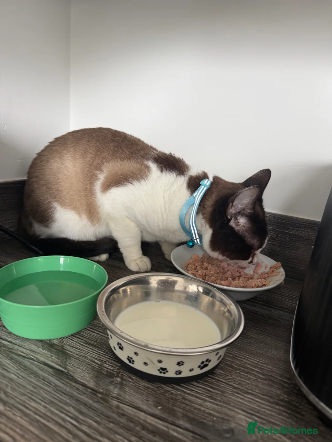 Snowshoe cats for sale: Snowshoe for sale - Advert 1