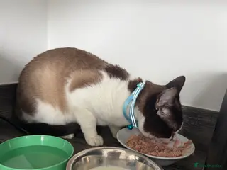 Snowshoe cats Snowshoe for sale - Advert 1