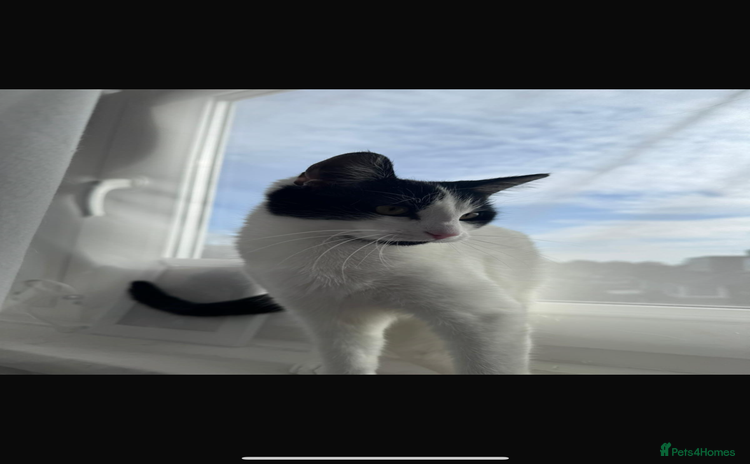 Domestic Shorthair cats - Advert 4