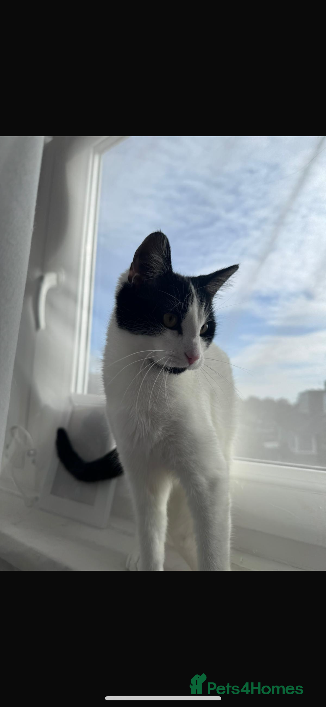 Domestic Shorthair cats for sale: CAT FOR SALE (CALI)  - Image 1