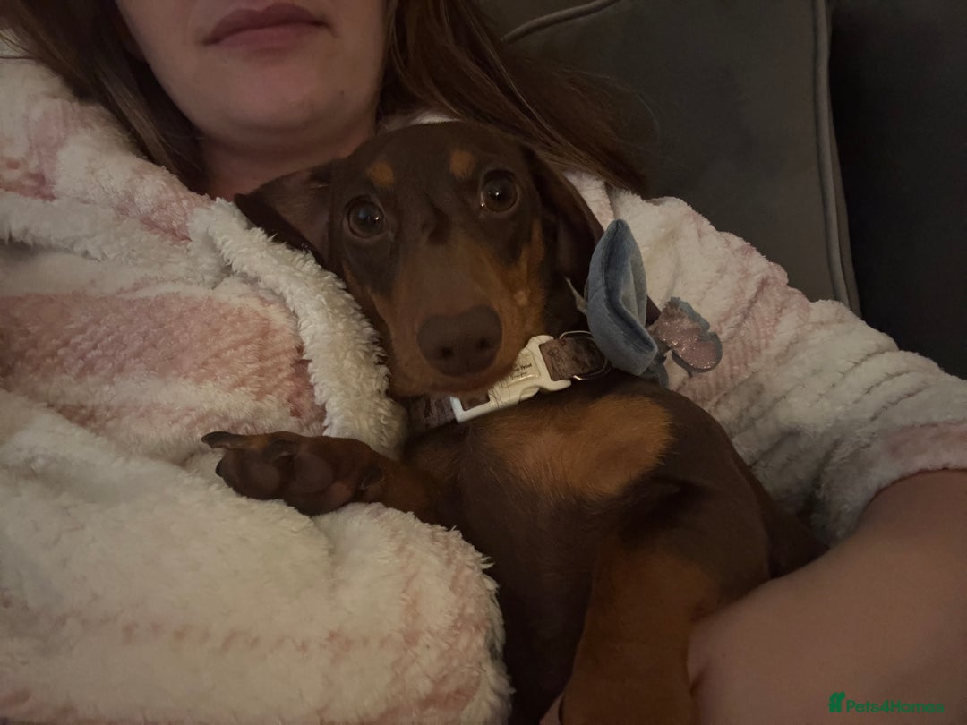 Miniature Dachshund dogs for sale: Chocolate and tan female dachshund  - Image 3