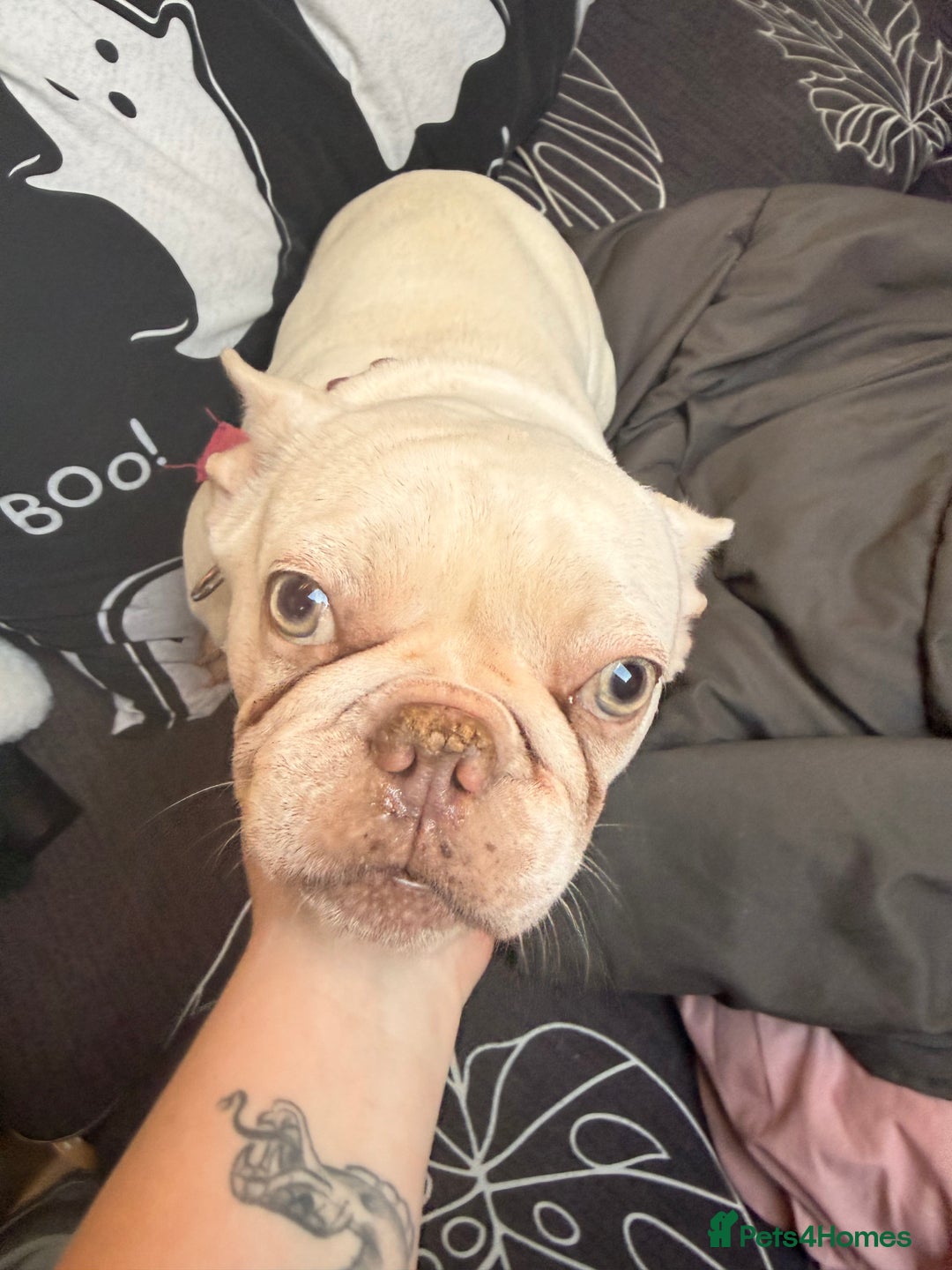 French Bulldog dogs for sale: Luna  - Advert 2