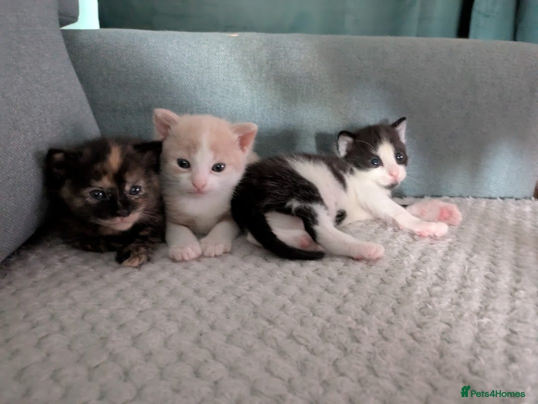 Domestic Shorthair cats for sale: Gorgeous Trio of Kittens to go together - Image 4