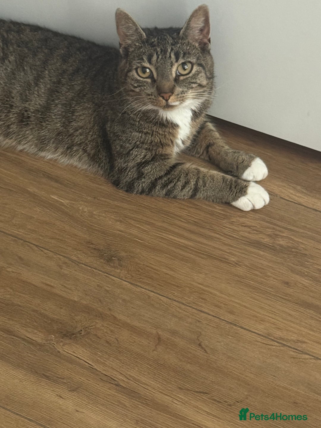 Domestic Shorthair cats for sale: Beautiful female tabby cat for sale  - Image 2