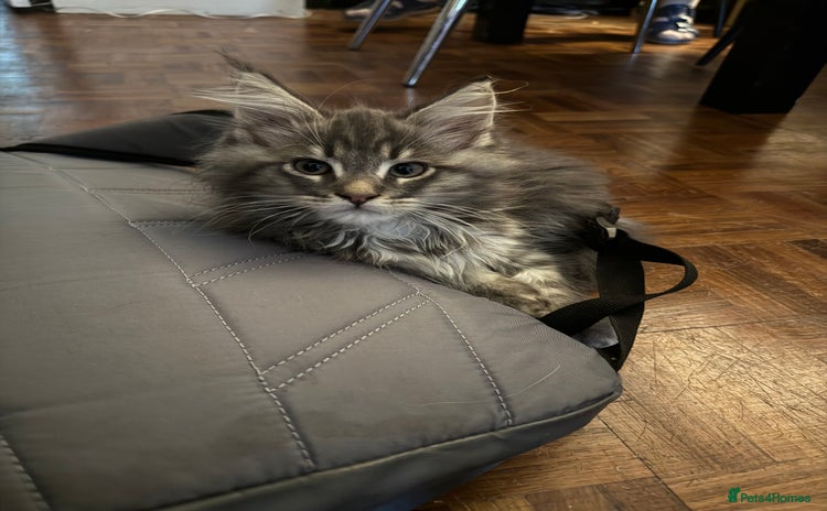 Maine Coon cats - Advert 3