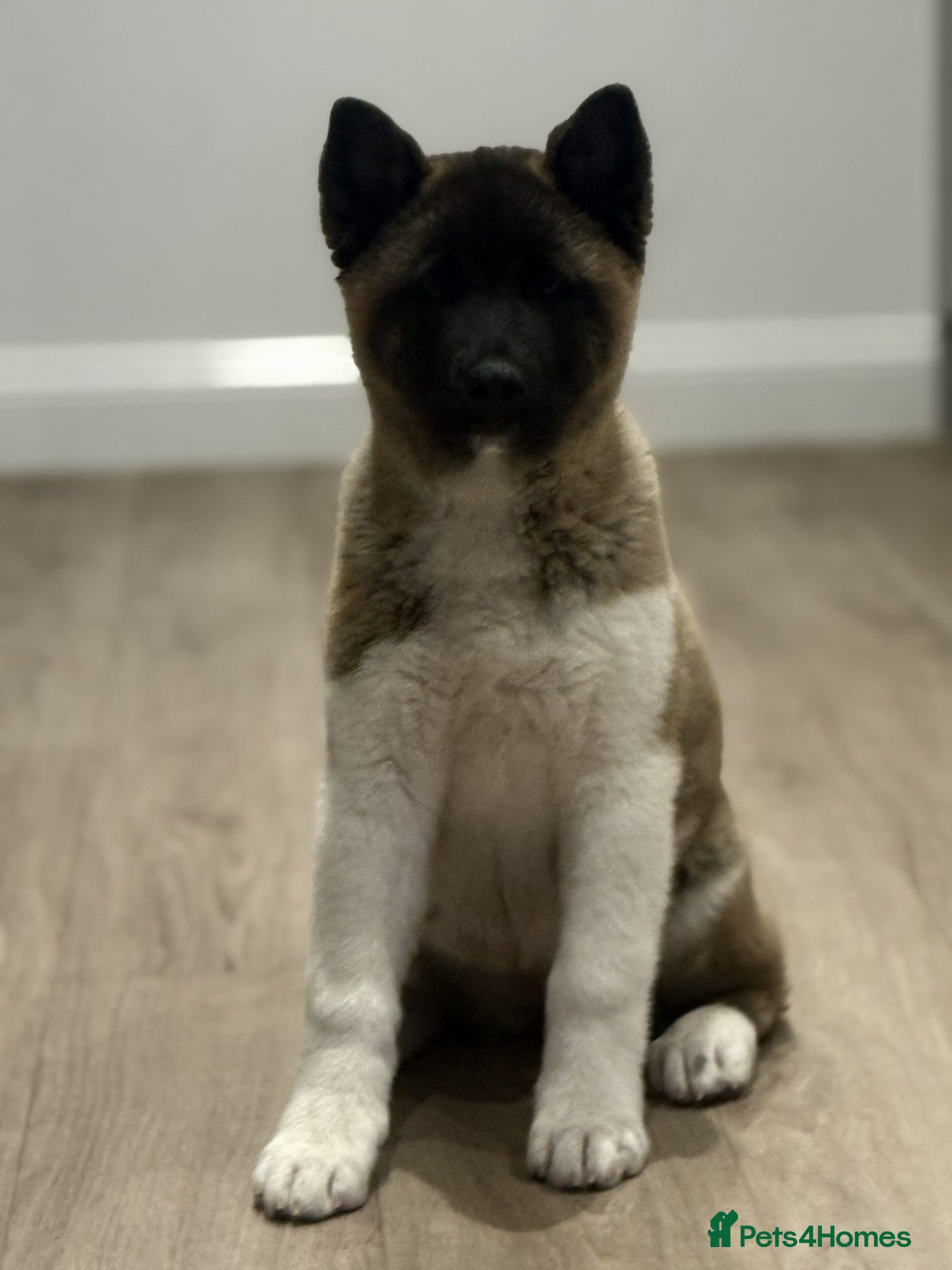 Akita dogs FEMALE AKITA PUPPY  - Advert 1