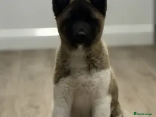 Akita dogs FEMALE AKITA PUPPY - Advert 9