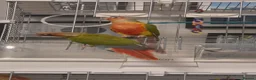 Conures birds for sale: Hand reared Conures - Advert 8