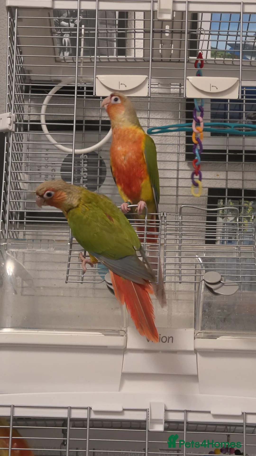 Conures birds for sale: Hand reared Conures - Advert 8