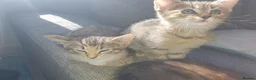 Mixed Breed cats for sale: 3 little girl  - Advert 7