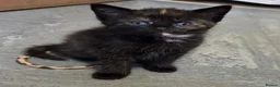 Domestic Shorthair cats for sale: 5 Beautiful female kittens for sale  - Advert 12