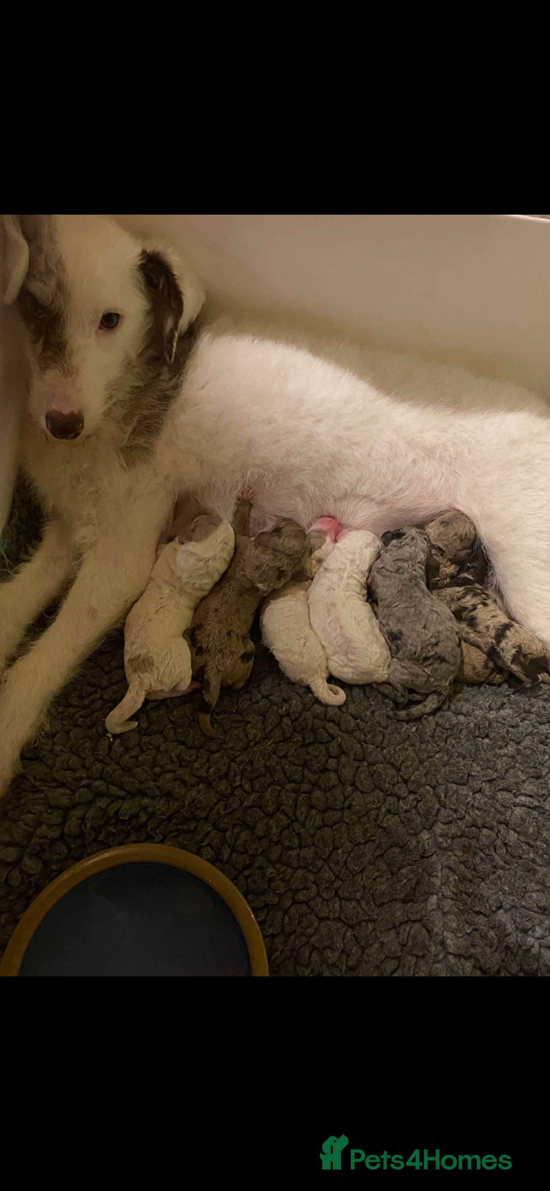 Mixed Breed dogs for sale: Australian Labradoodle Puppies - Advert 5