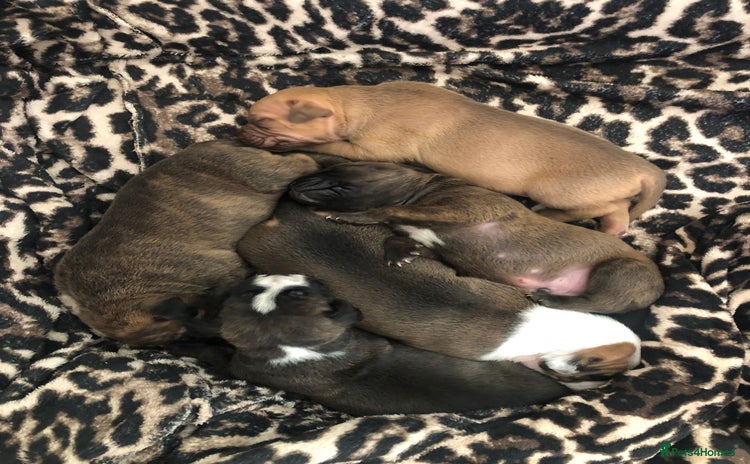Staffordshire Bull Terrier dogs - Advert 5
