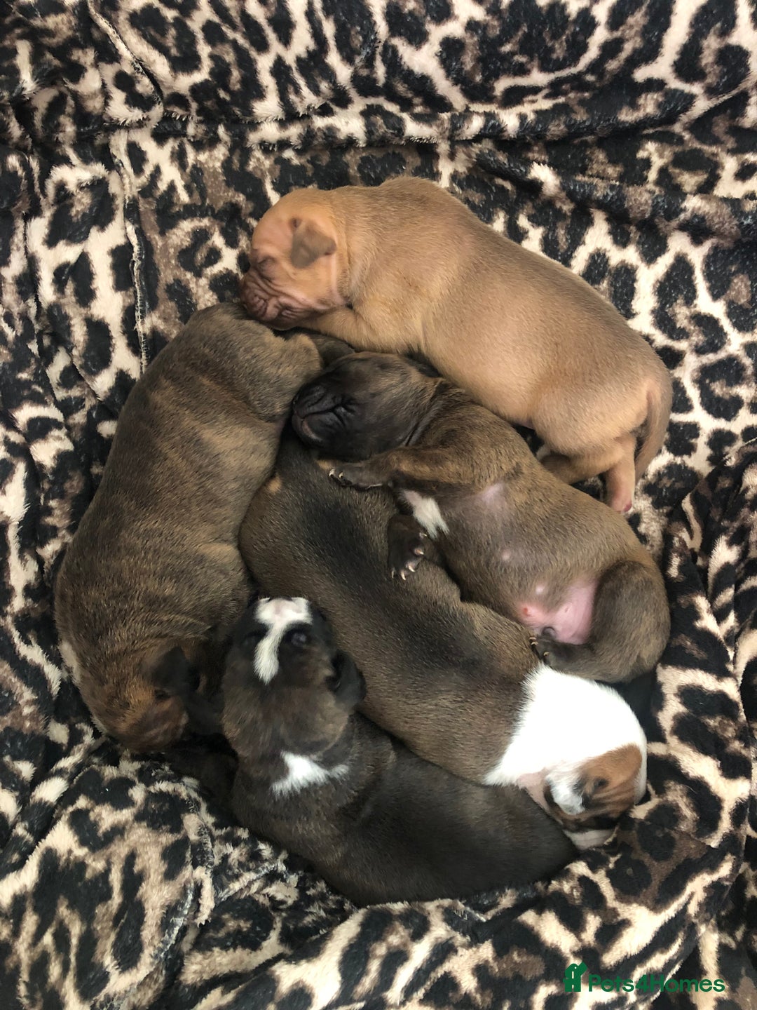 Staffordshire Bull Terrier dogs for sale: Staffordshire bull terrier puppies - Image 1