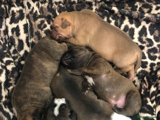 Staffordshire Bull Terrier dogs - Advert 7