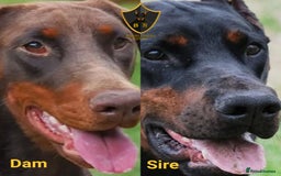 Dobermann dogs for sale: 🐾 Upcoming Dobermann Litter – Due 24th October 🐾 - Image 4