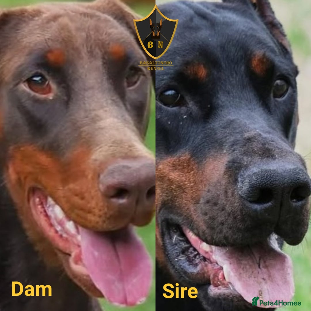 Dobermann dogs for sale: 🐾 Upcoming Dobermann Litter – Due 24th October 🐾 - Image 4