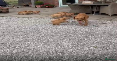 Labrador Retriever dogs - Advert 13