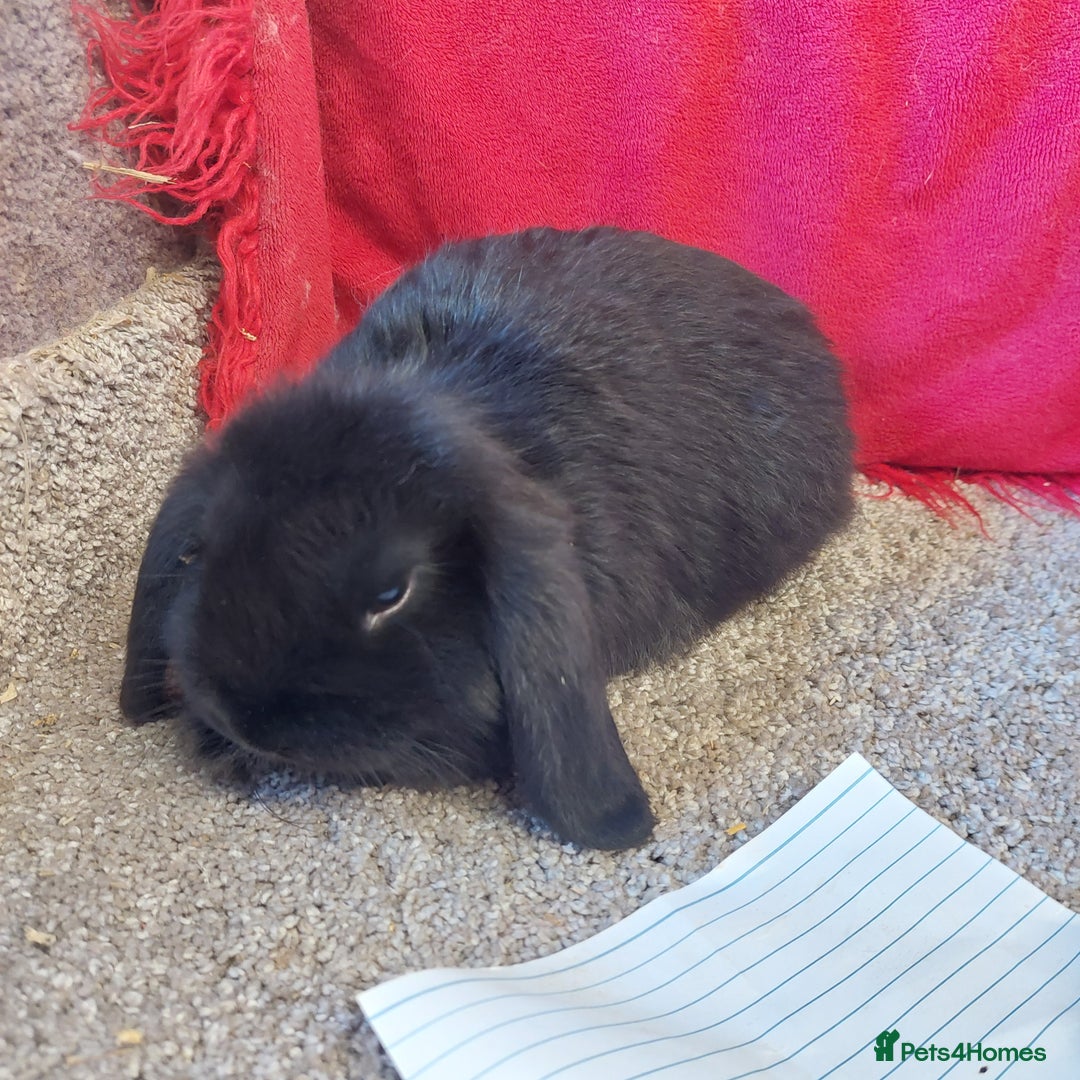 Mini Lop rabbits for sale: Minilop babys bucks & does  - Advert 11