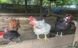 Mixed Breed birds for sale: 8 free hens - Image 2