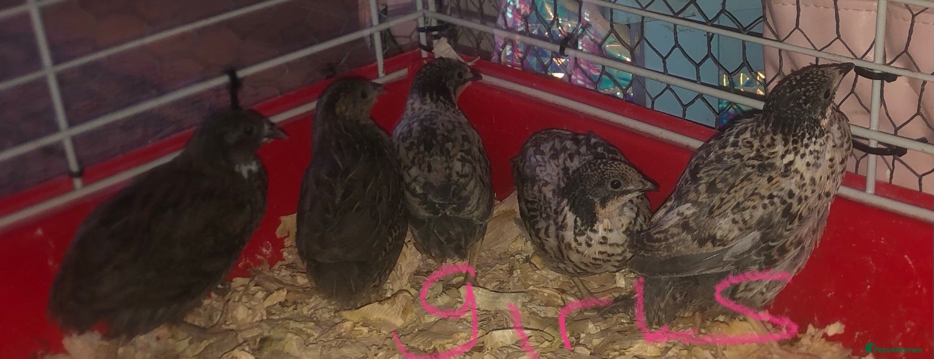Quail poultry SEXED QUAILS/CHINESE PAINTED BUTTONS ! - Advert 22